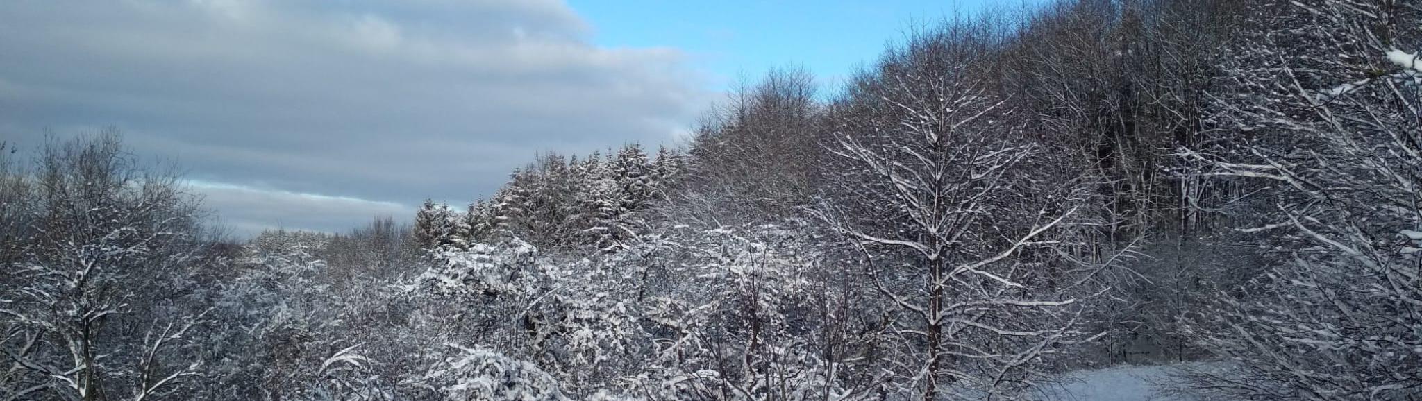 Verschneite Bäume, blauer Himmel