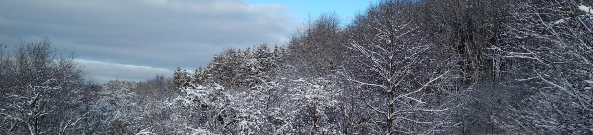 Verschneite Bäume, blauer Himmel