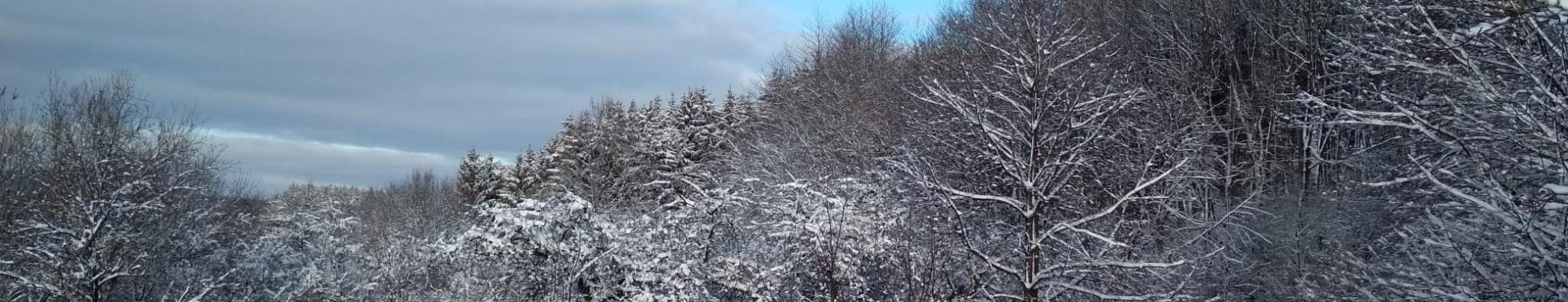 Verschneite Bäume, blauer Himmel