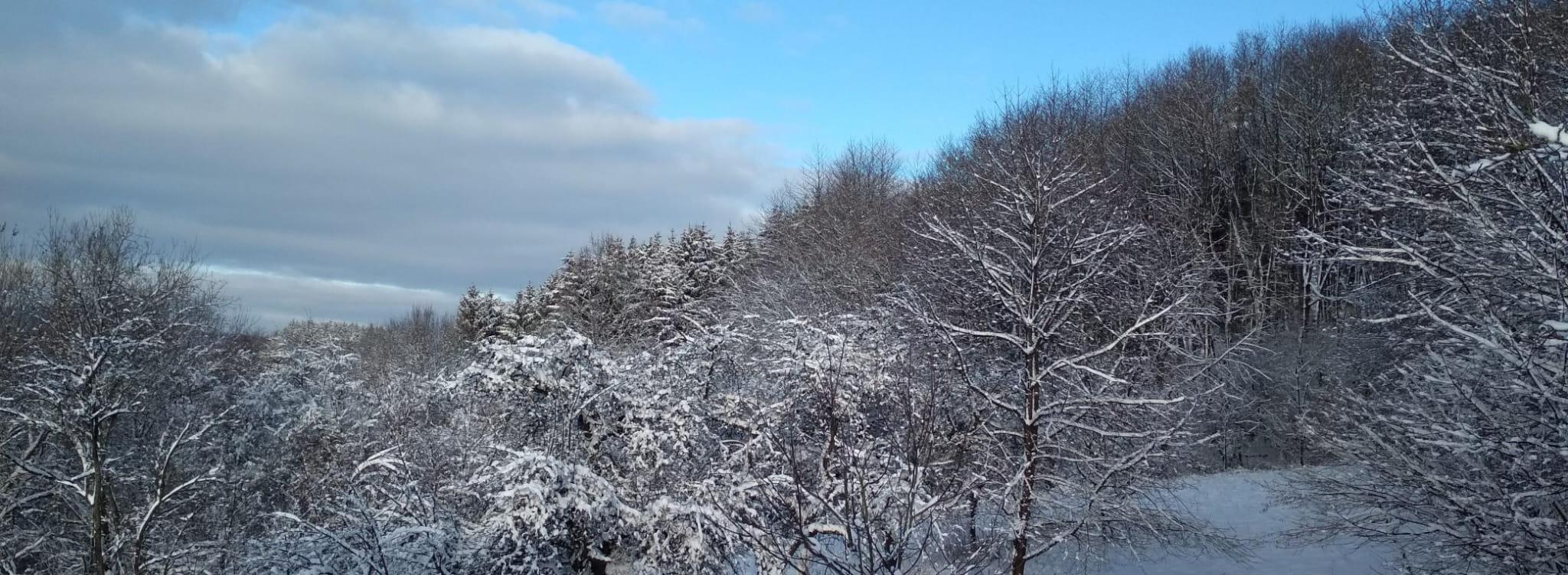 Verschneite Bäume, blauer Himmel