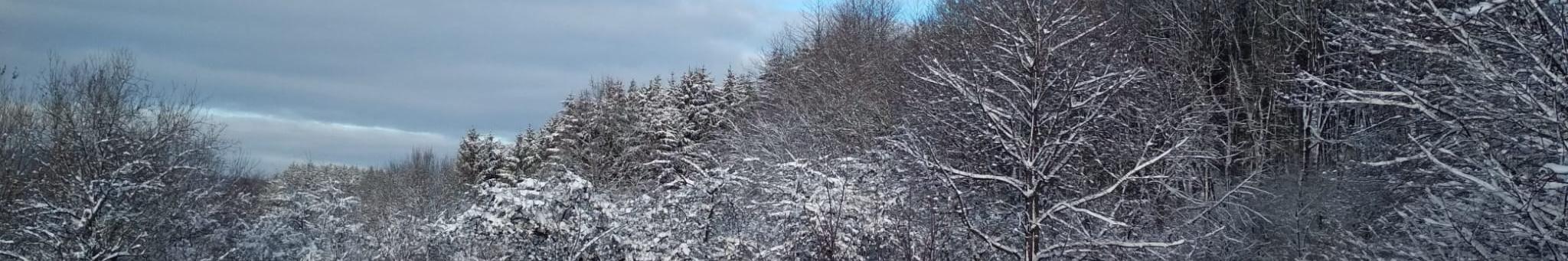 Verschneite Bäume, blauer Himmel